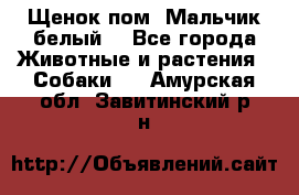 Щенок пом. Мальчик белый  - Все города Животные и растения » Собаки   . Амурская обл.,Завитинский р-н